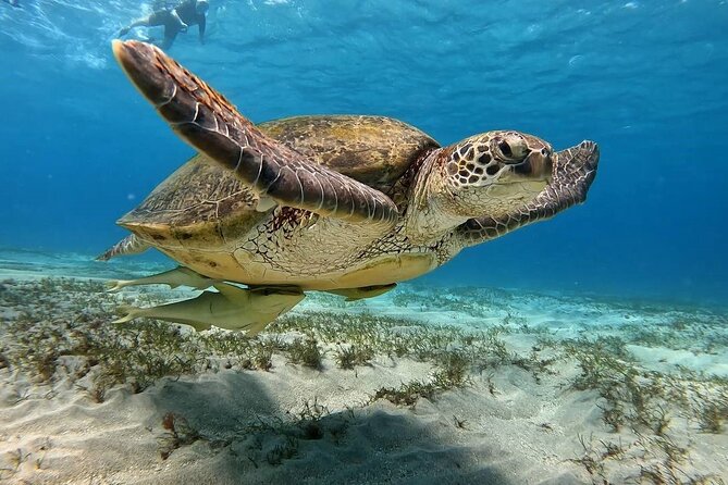 Abu Dabbab Beach Full Day Trip with Turtles - Price and Value: What $65 Buys You (and What It Does Not)