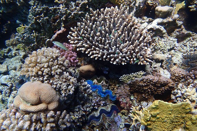 Abu Dabbab Beach Full Day Trip with Turtles - What You Actually Get Included, Gear Included Means Less Hassle