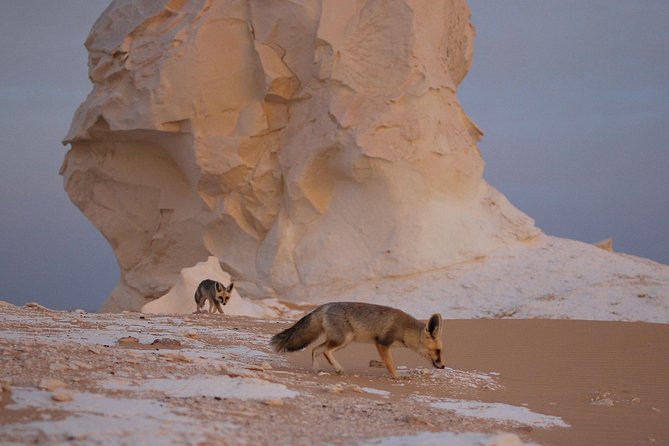 Black and White Desert and Bahariya Oasis Tour 2 Days 1 Night - Why Bahariya Oasis plus the Black and White Deserts feels different