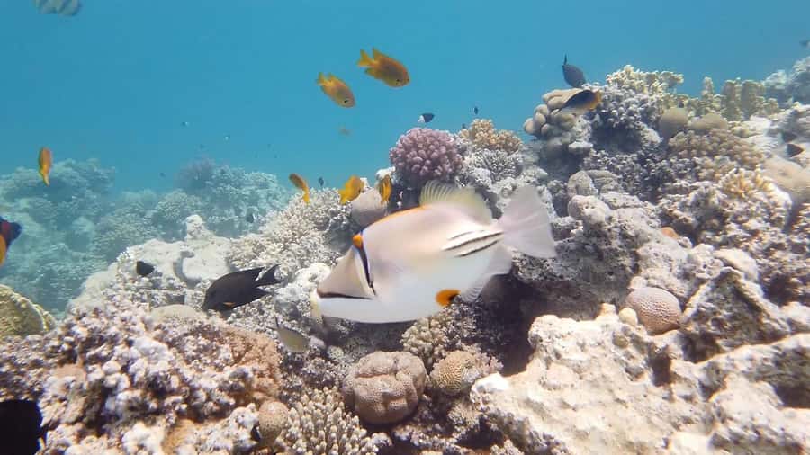 Cairo: Ain Sokhna Snorkeling cruise & optional transfer - Two guided snorkeling stops at Ain Sokhna: what the water time feels like
