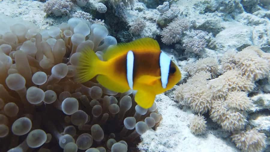 Cairo: Ain Sokhna Snorkeling cruise & optional transfer - Marine life expectations: coral, fish, and the dolphin odds