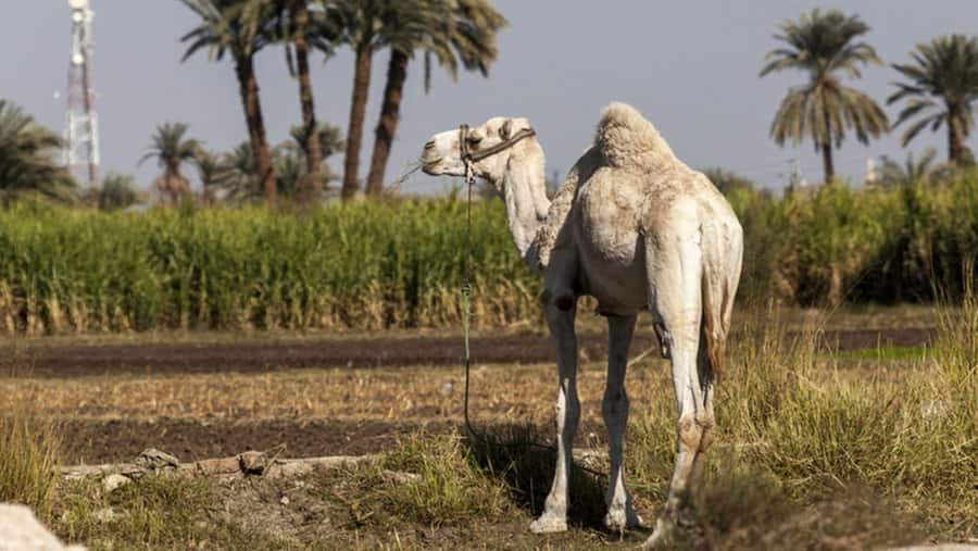 Cairo: Fayoum, Wadi El Rayan, and Wadi al Hitan 4x4 Tour - Magic Lake: a desert oasis built for photos