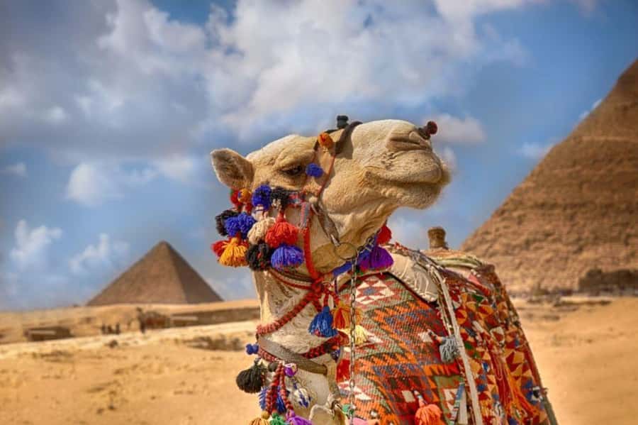 Cairo: Pyramids & Great Sphinx Private Tour with Camel Ride - Giza Plateau in a half-day, with a guide who handles the flow