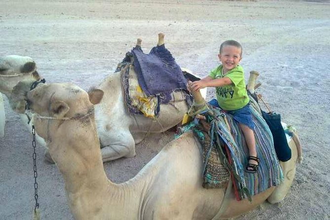Camel ride & Bedouin dinner quad safari in Sharm el Sheikh - Egyptian Dinner Under Lights, With a Show in the Mix