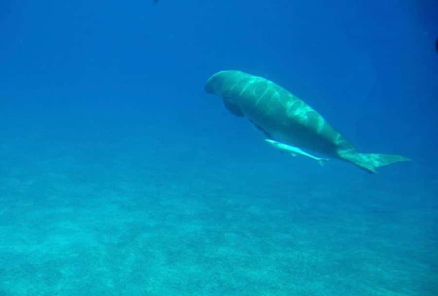 Dahab: luxury Snorkeling cruise with buffet lunch - Comfort vs Luxury: Is This Really a Luxury Cruise?