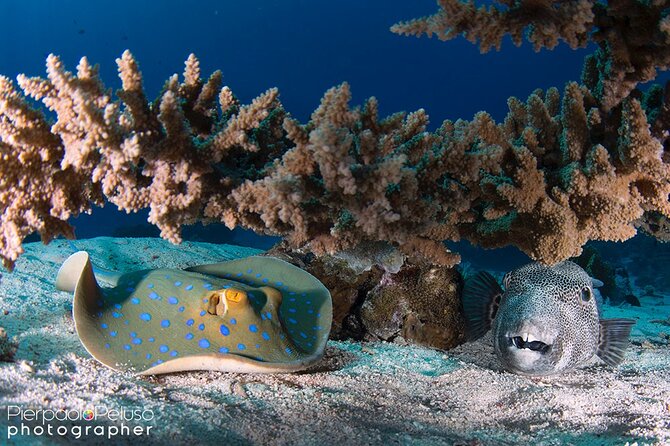 Discover Scuba Diving Sharm El Sheikh - Getting Your Gear Right: Masks, Fins, Weights, and Why Hygiene Matters