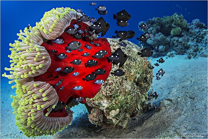 Discover Scuba Diving Sharm El Sheikh - Cost and Value: Is $80 Worth It for a First-Time Scuba Tryout?