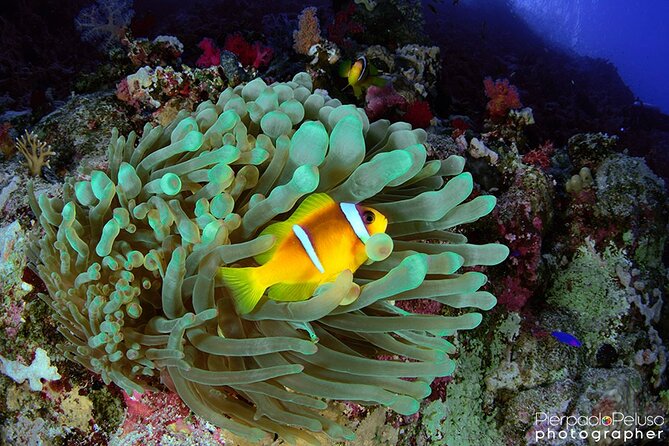 Discover Scuba Diving Sharm El Sheikh - Pickup, Timing, and the Two 25-Minute Underwater Sessions