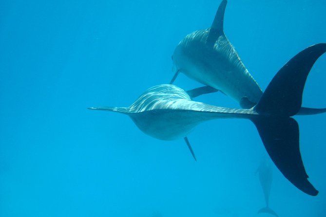 Dolphin house - Dolphin House day, in 5 minutes