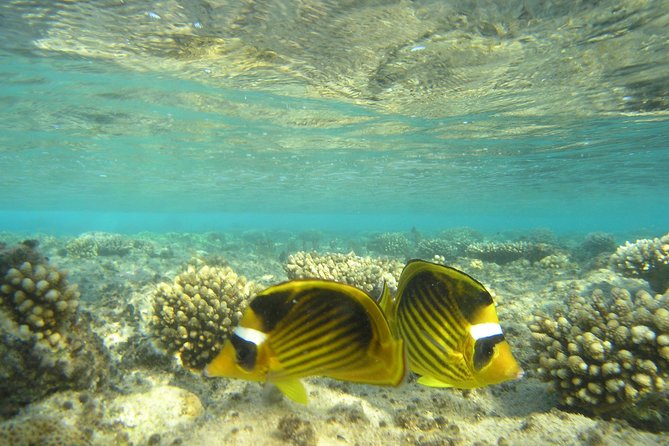 Dolphin house - Dolphin House in Hurghada: what makes it feel different