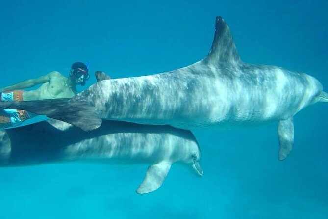 Dolphin house - Snorkeling over the coral reef: what’s included and what to watch for