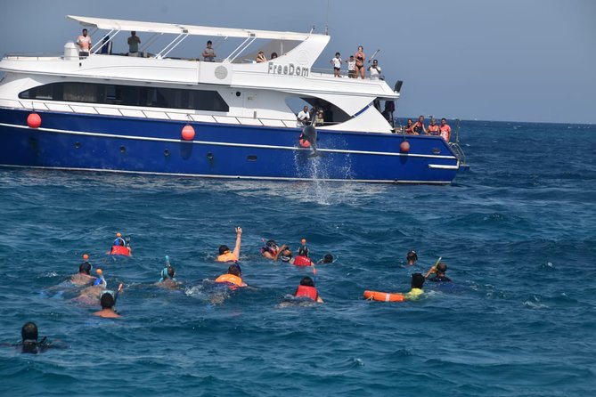 Dolphin House and Banana Boat Fun from Hurghada - Dolphin House in action: wild dolphins, multiple chances, real safety checks