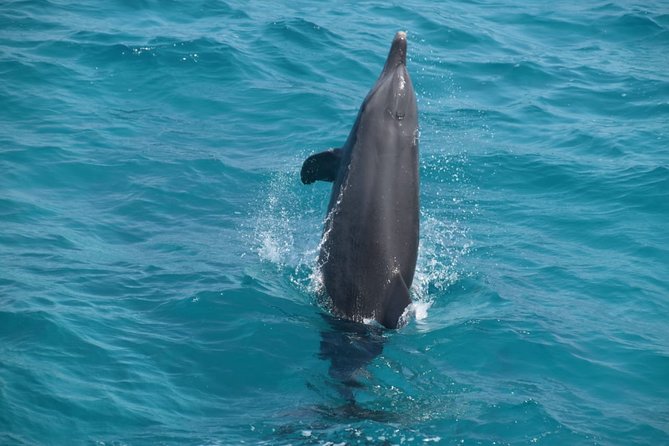 Dolphin House and Banana Boat Fun from Hurghada - FAQ