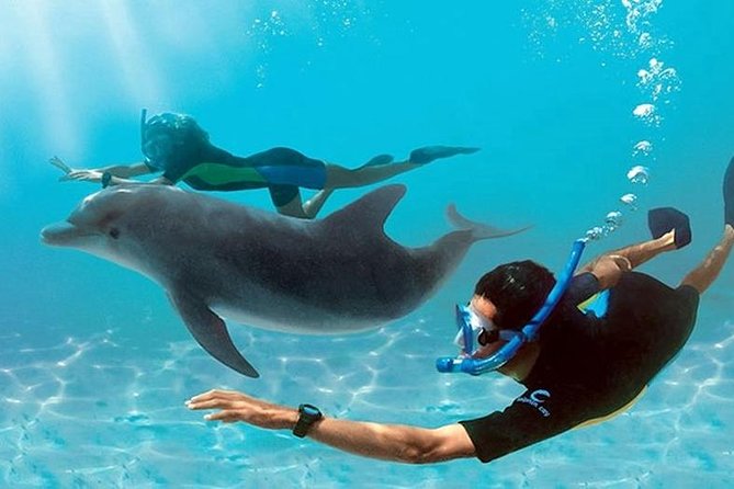 Dolphin House By Private Speed Boat & Drinks & Transfer-Hurghada - Key things to know before you go