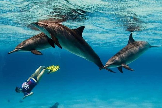 Dolphin House By Private Speed Boat & Drinks & Transfer-Hurghada - Crew, organization, and the small things that can make or break it