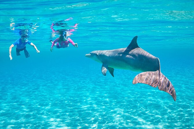 Dolphin House By Private Speed Boat & Drinks & Transfer-Hurghada - Price and extras: $50 is the headline, but check the small print fees