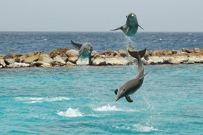 Dolphin House By Private Speed Boat & Drinks & Transfer-Hurghada - Boat condition and comfort, what to do if it feels off