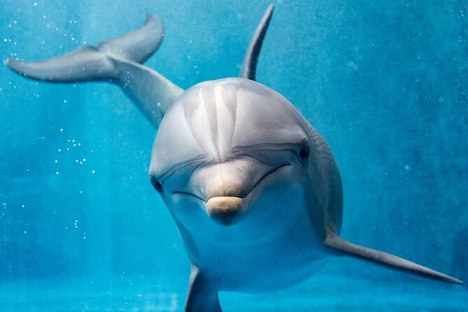 Dolphin House By Private Speed Boat & Drinks & Transfer-Hurghada - 8:00 am pickup and the ride out to the water