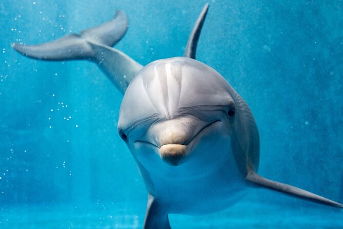 Dolphin House Royal Sea Trip Water Sports W/Transfer - HURGHADA - Getting Picked Up and Getting to the Boat by 8:00 AM