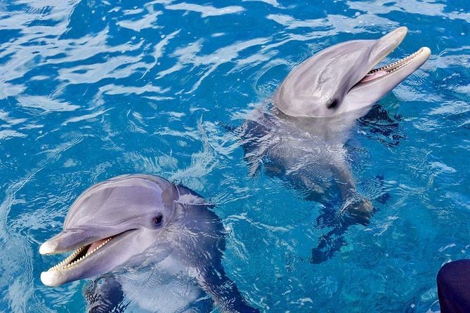 Dolphin House Royal Sea Trip Water Sports W/Transfer - HURGHADA - The Price Looks Great, But Budget for Cash Extras
