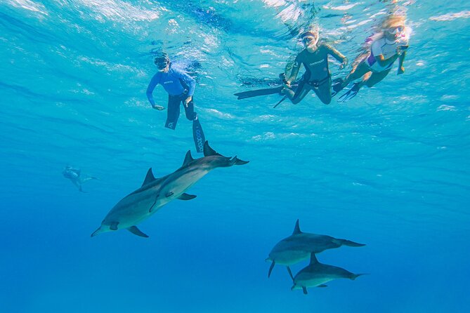 Dolphin House Samadai Reef Boat Snorkeling Trip from Marsa Alam - Why Dolphin House and Samadai Reef feels different from typical snorkeling