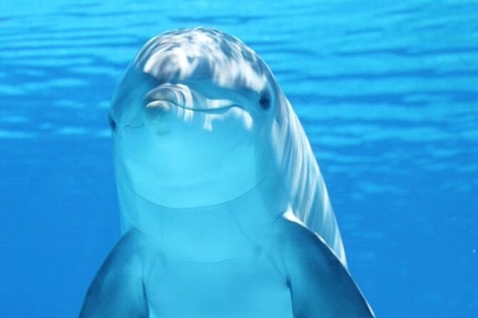 Dolphin House Snorkel & Water Fun Activity with Lunch - Hurghada - Key highlights worth planning around