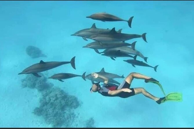 Dolphin House Snorkel & Water Fun Activity with Lunch - Hurghada - Boat trip basics: transfers, timing, and the group size reality