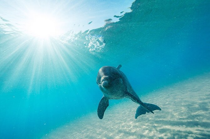 Dolphin House Snorkel & Water Fun Activity with Lunch - Hurghada - Price and value: $4.75 plus the fees you should budget