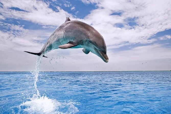 Dolphin House Snorkel & Water Fun Activity with Lunch - Hurghada - Who this Dolphin House snorkel trip is best for