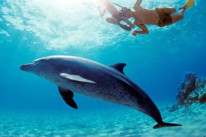 Dolphin House Snorkeling,Water Sports, Lunch & Transfer- Hurghada - Key Highlights Worth Booking For