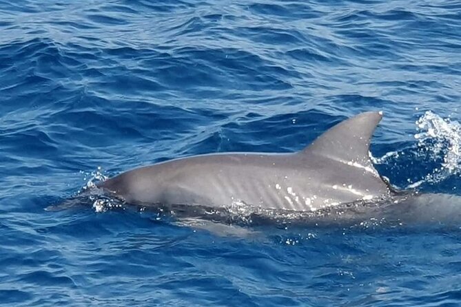 Dolphin House Snorkeling,Water Sports, Lunch & Transfer- Hurghada - Who This Trip Is Best For in Hurghada