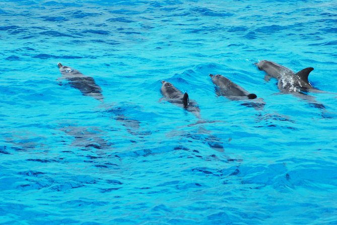 Dolphin house - Pickup from Hurghada hotels: convenience and limits