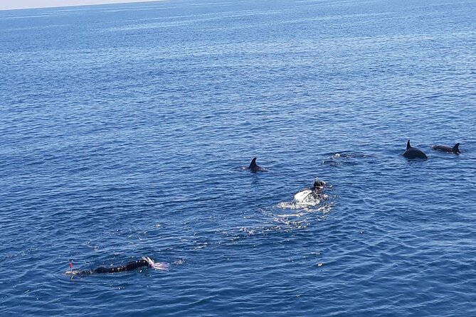 Dolphin tour & banana boat fun with snorkeling from Hurghada - Key things to know before you go