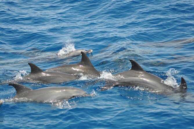 Dolphin tour & banana boat fun with snorkeling from Hurghada - Why this Hurghada dolphin and snorkeling trip is a smart day plan