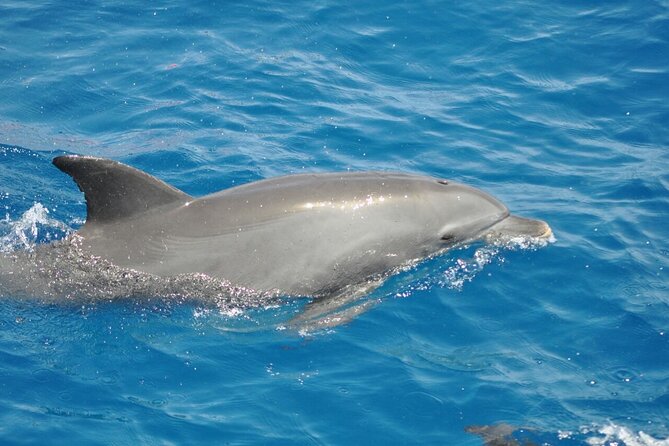 Dolphin tour & banana boat fun with snorkeling from Hurghada - The Dolphinhouse part: what the 90% chance really means