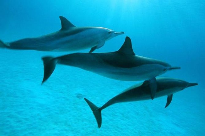 Dolphin tour & banana boat fun with snorkeling from Hurghada - Getting from your hotel to the water, without the hassle