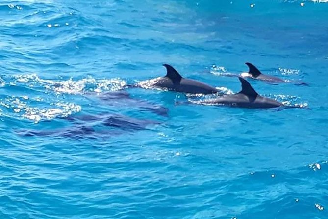 Dolphin Tour in Hurghada - Lunch and Drinks: Food That Actually Helps You Recharge