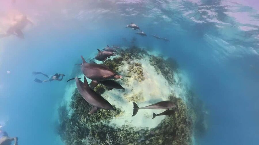 Dolphin Tour with Red Sea Fun. The Best in Hurghada - VIP Dolphin Dreams in Hurghada: what you are really buying