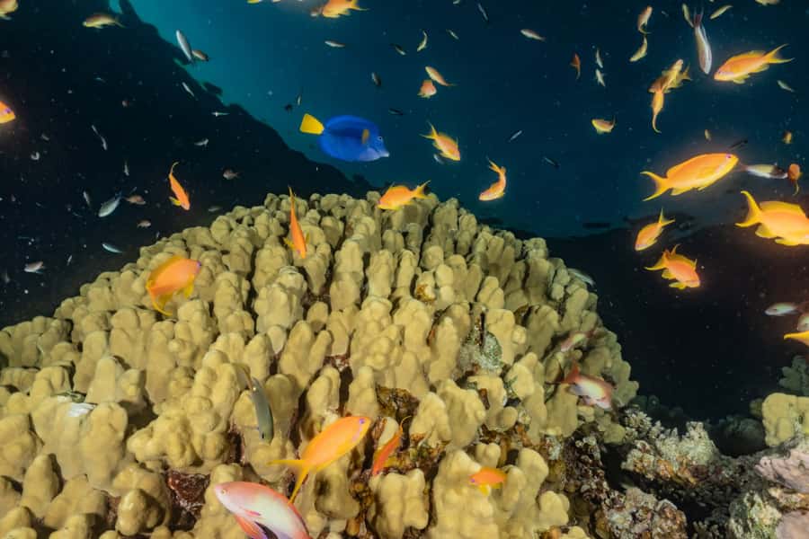 Eilat: 2-Hour Glass-Bottom Boat Tour - What You’ll See Underwater: Fish, Coral, and Real Red Sea Color