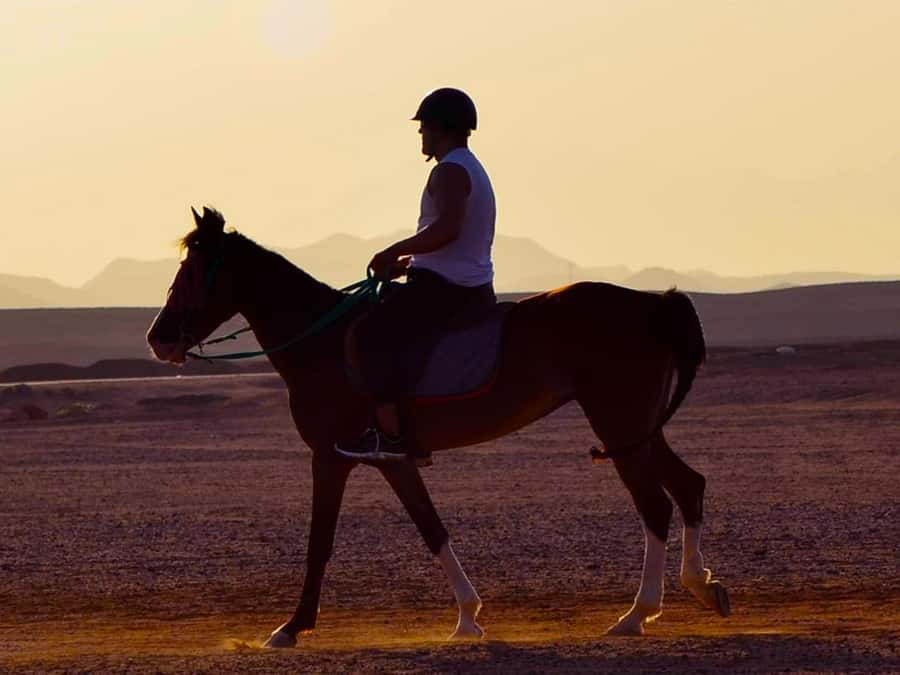El Gouna: Desert & Sea Horse Riding With Swimming Optional - Riding skill levels, safety checks, and why the pace stays “human”