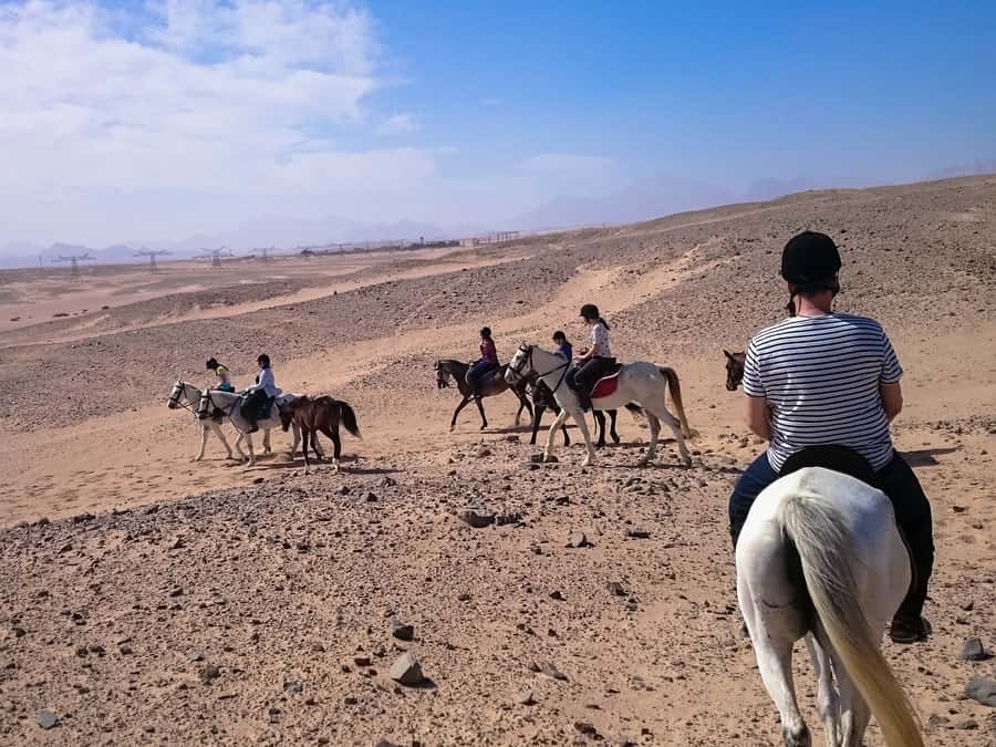 El Gouna: Desert & Sea Horse Riding With Swimming Optional - Sunrise, afternoon, or sunset: picking the mood that fits you