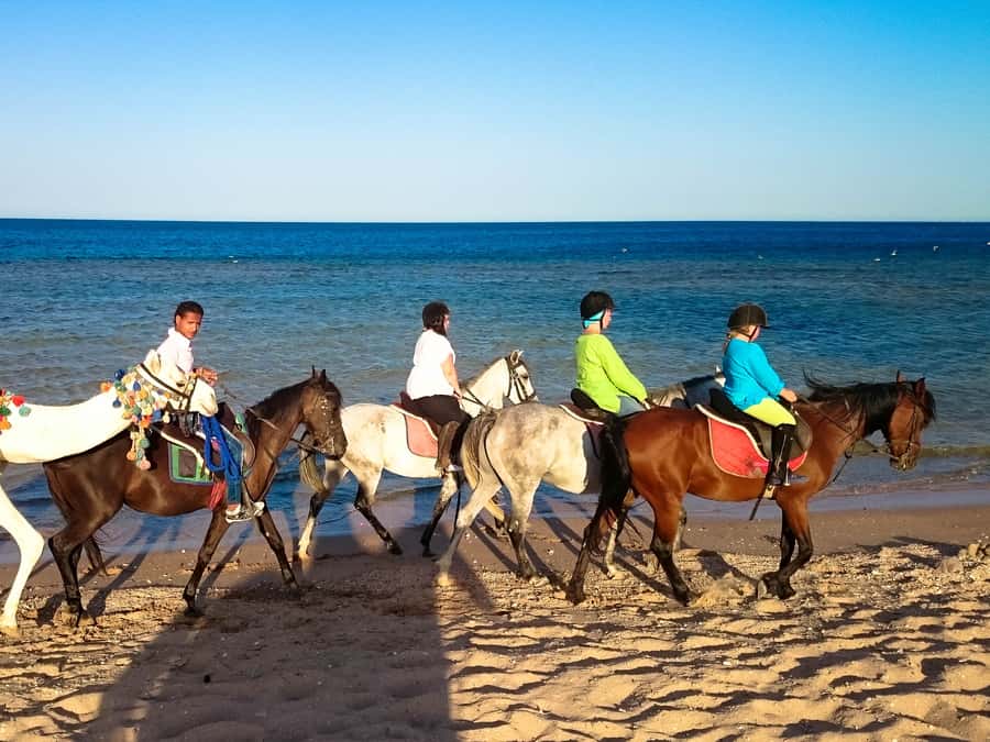 El Gouna: Desert & Sea Horse Riding With Swimming Optional - VIP 4-hour swim stop with your horse in the Red Sea