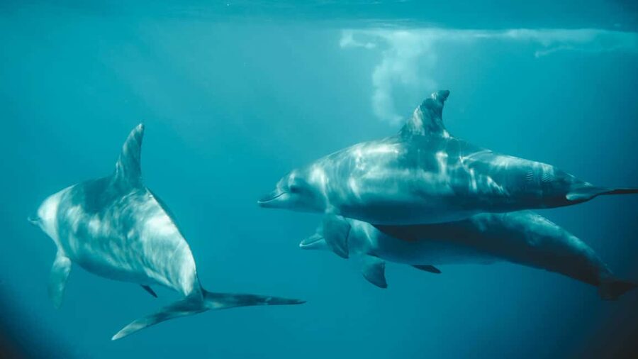 El Gouna Lagoon, Diving with Dolphin, Snorkeling & Lunch - The Day’s Flow: From Lagoon Cruise to On-Water Swim Time