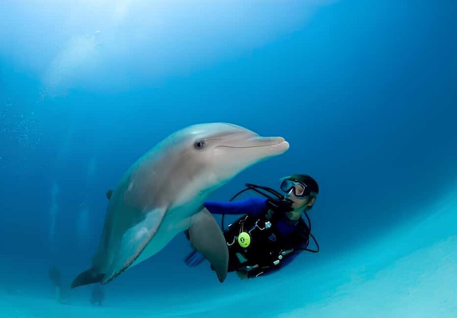 El Gouna Lagoon, Diving with Dolphin, Snorkeling & Lunch - Comfort Tips That Make the Swim Portion Better