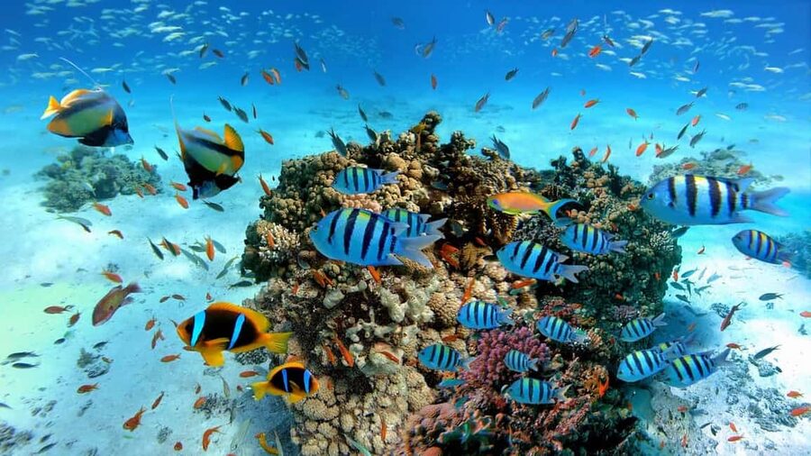 El Gouna Lagoon, Diving with Dolphin, Snorkeling & Lunch - Price and Logistics: Where $56 Fits Best