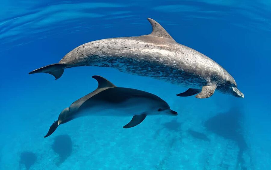 El Gouna Lagoon, Diving with Dolphin, Snorkeling & Lunch - Choosing Scuba vs. Snorkeling: The PADI Instructor Factor