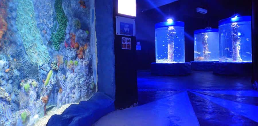 Entry Ticket: Grand Aquarium Hurgada - Animal Feeding: Gloves, Small Fees, and Why It Makes the Visit Better