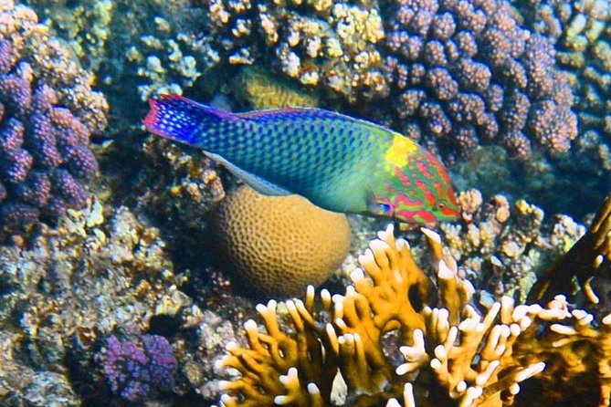 Excursion to the White Island & Ras Mohammed National Park from Sharm El Sheikh - White Island and Ras Mohammed: what you are really buying