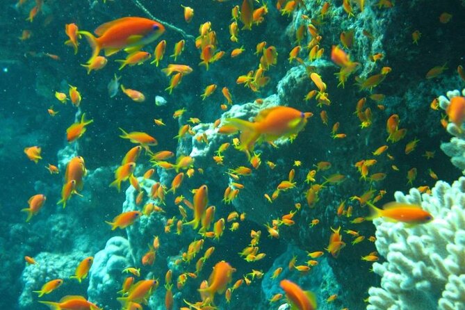 Excursion to Tiran Island by boat - What you’ll actually see underwater near Sharm and Tiran