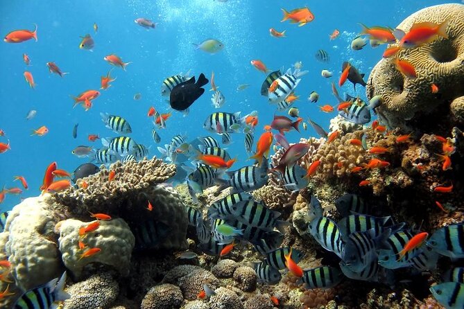 Explore Hurghada: Semi-Submarine Tour & Snorkeling - Hurghada - Semi-Submarine Views First, Snorkeling Second